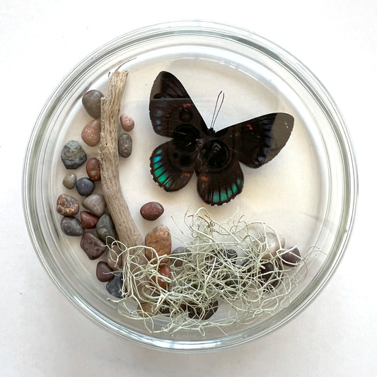 Número37 Placa Mariposa 104 mariposas