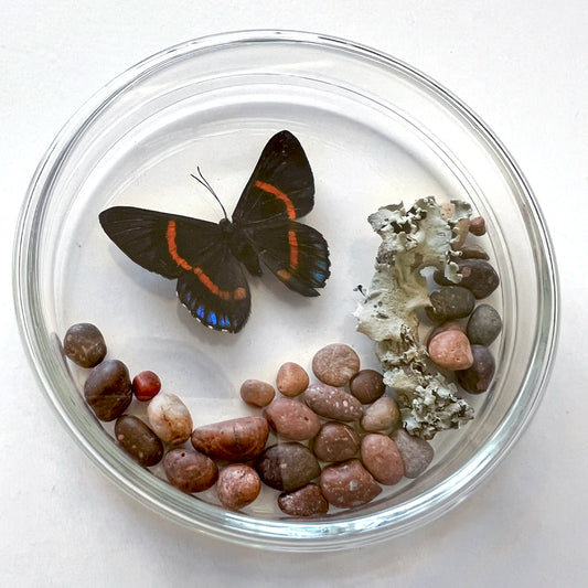 Número37 Placa Mariposa 105 mariposas