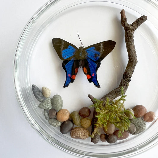 Placa Mariposa 107 Número37