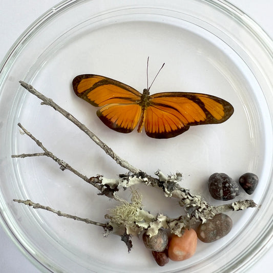 Placa Mariposa 108 Número37