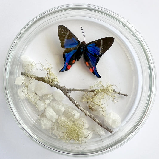 Placa Mariposa 109 Número37