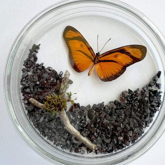 Placa Mariposa 110 Número37