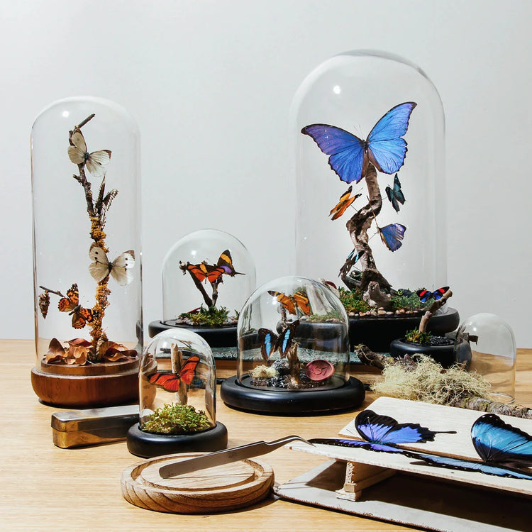 Mariposas e Insectos