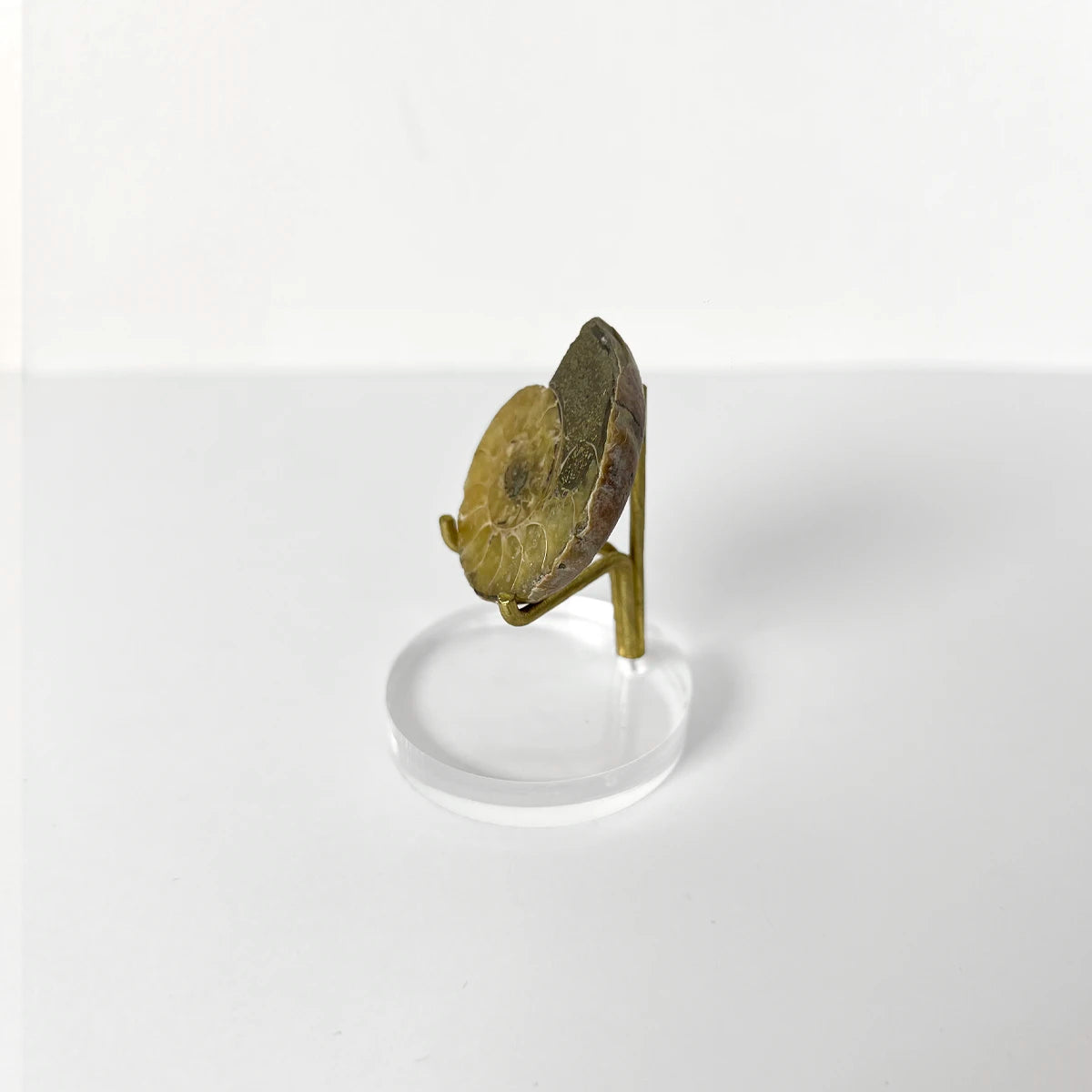 Fósil de amonite sobre base acrílica, gabinete de curiosidades, Número37