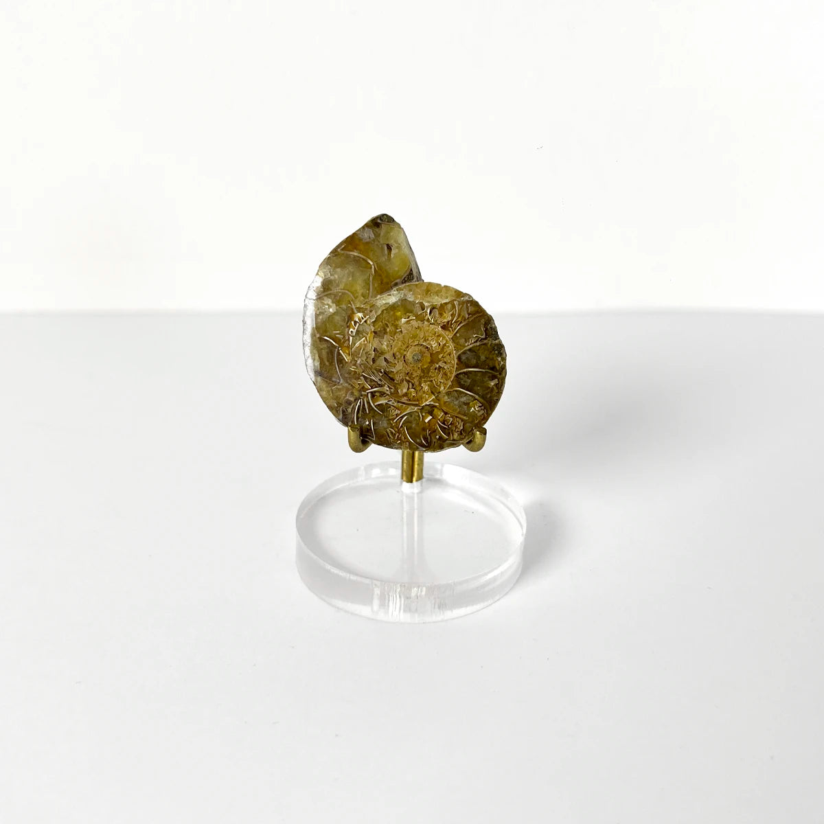 Fósil de amonite sobre base acrílica, gabinete de curiosidades, Número37