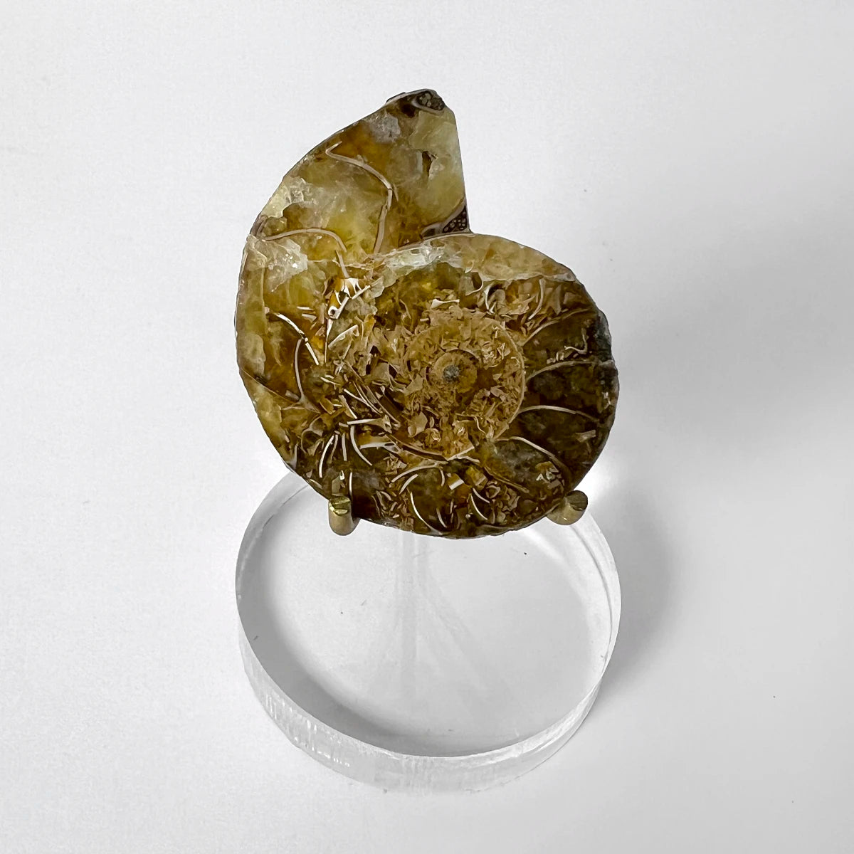 Fósil de amonite sobre base acrílica, gabinete de curiosidades, Número37