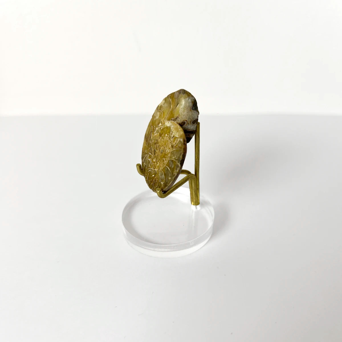 Fósil de amonite sobre base acrílica, gabinete de curiosidades, Número37