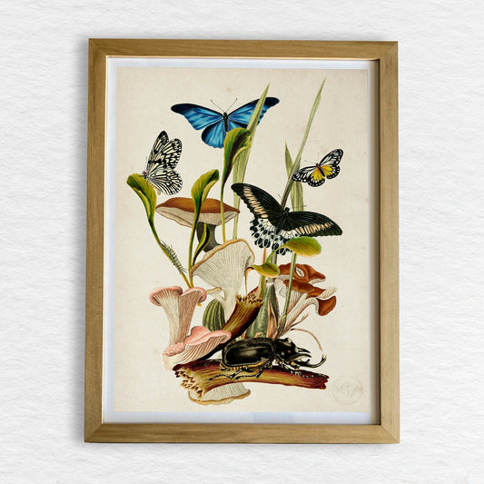 Número37 Collage Fungi, enmarcado natural, 32 x 42 cm. decoración cuadro