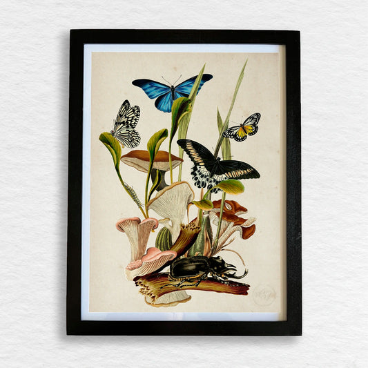 Número37 Collage Fungi, enmarcado negro, 32 x 42 cm. decoración cuadro