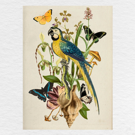 Número37 Collage Guacamayo, enmarcado natural, 32 x 42 cm. decoración cuadro