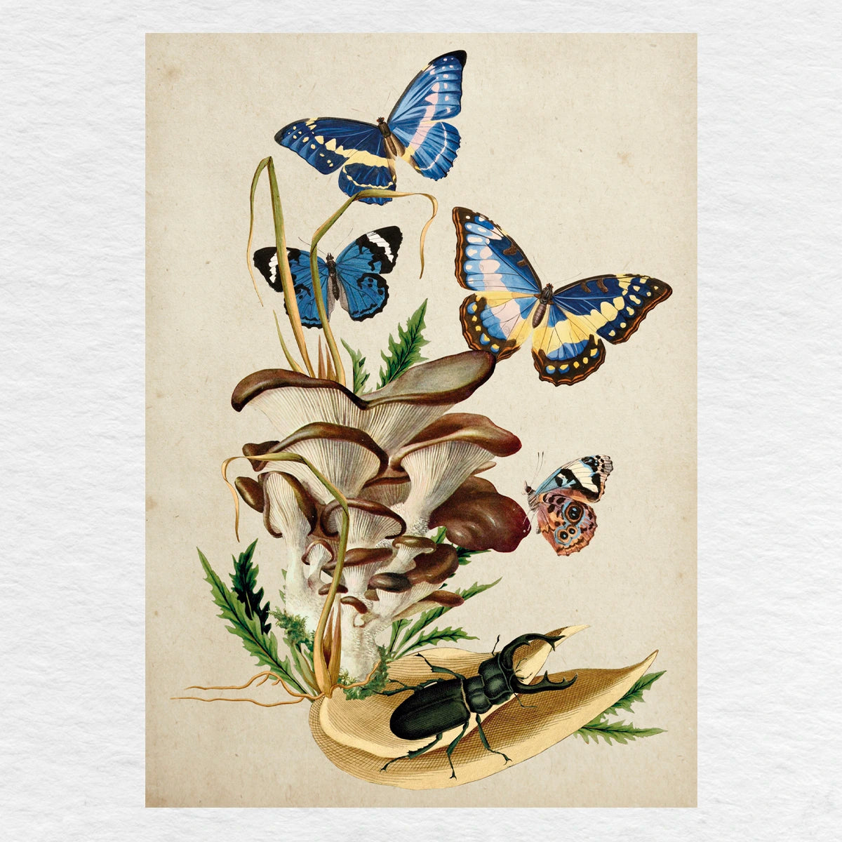 Número37 Collage Morpho, enmarcado natural, 19 x 24 cm. decoración cuadro