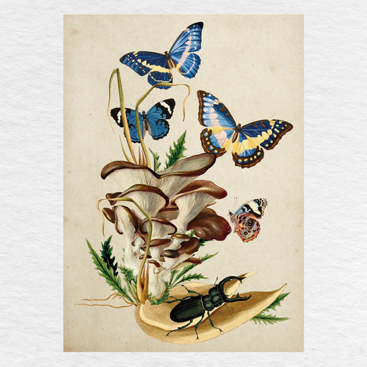 Número37 Collage Morpho, enmarcado natural, 19 x 24 cm. decoración cuadro
