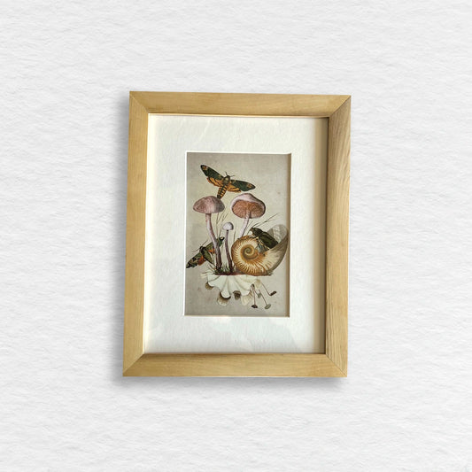 Número37 Collage Nautilus, enmarcado natural, 19 x 24 cm. decoración cuadro