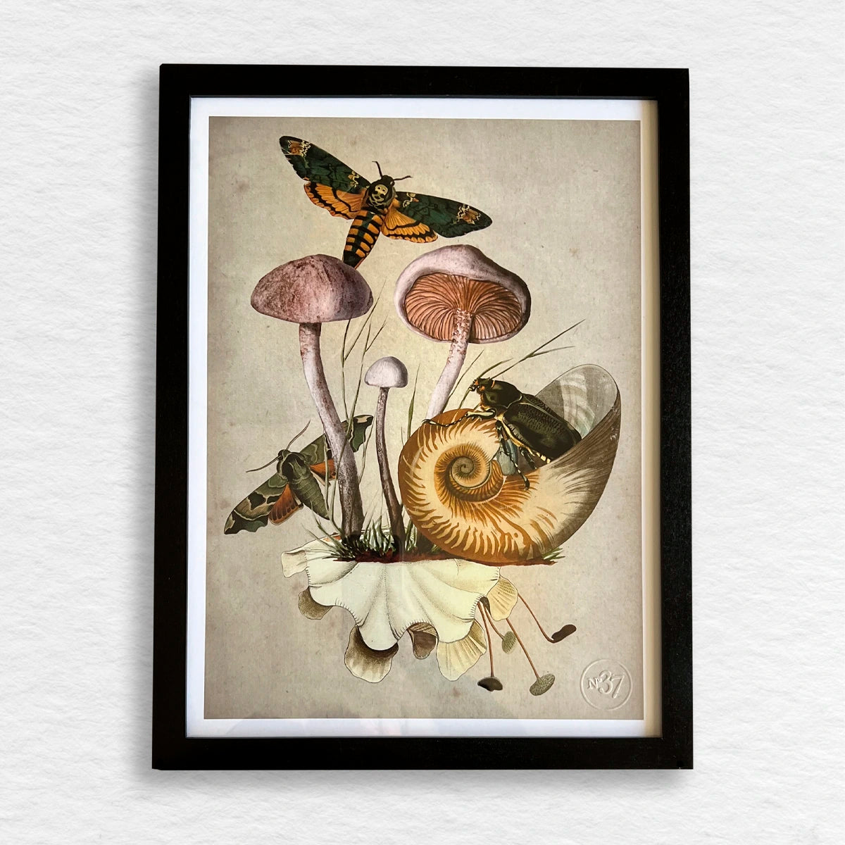 Número37 Collage Nautilus, enmarcado negro, 32 x 42 cm. decoración cuadro