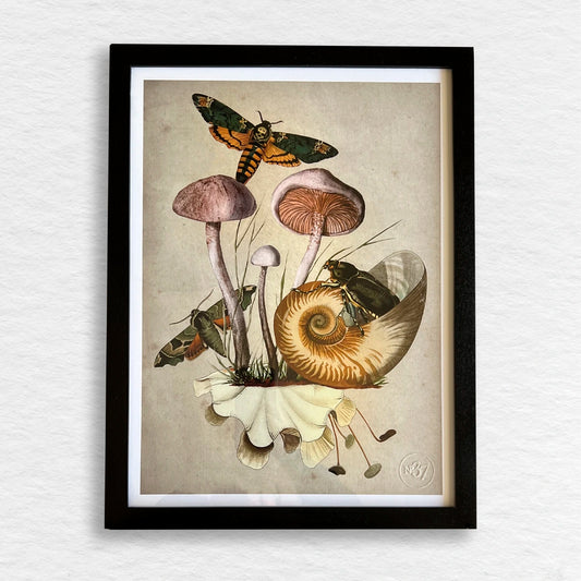 Número37 Collage Nautilus, enmarcado negro, 32 x 42 cm. decoración cuadro