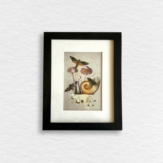 Número37 Collage Nautilus, enmarcado negro, 19 x 24 cm. decoración cuadro