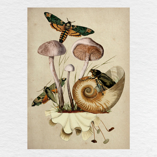 Número37 Collage Nautilus, enmarcado negro, 19 x 24 cm. decoración cuadro