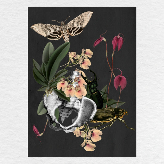 Número37 Collage Orquídeas, enmarcado negro, 32 x 42 cm. decoración cuadro