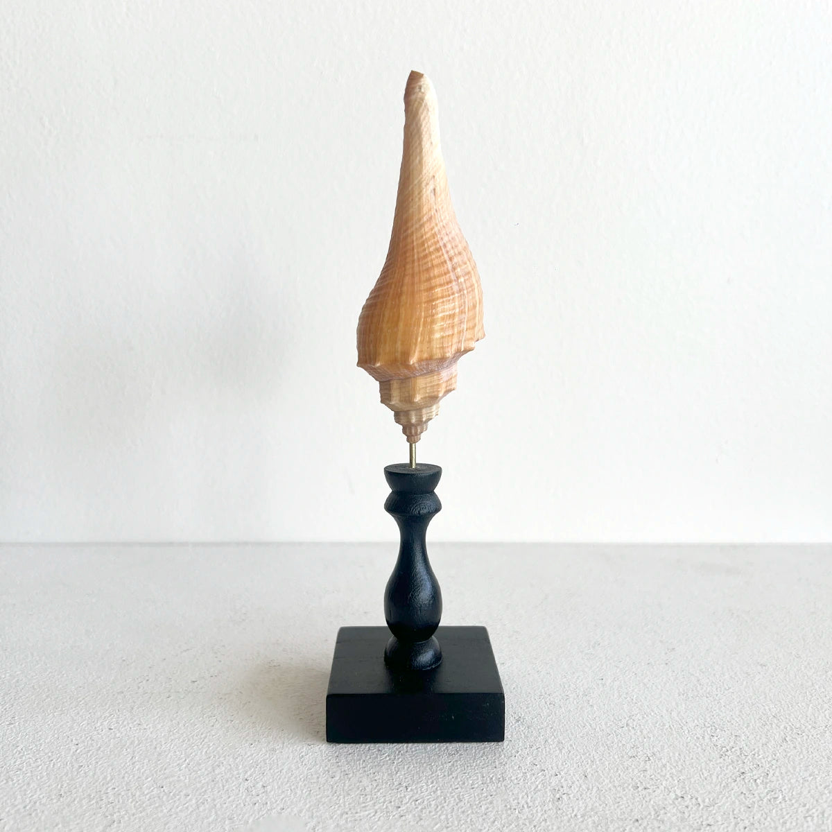 Concha marina del género Hemifusus montada en pedestal de madera negra, gabinete de curiosidades