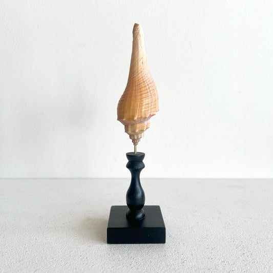 Concha marina del género Hemifusus montada en pedestal de madera negra, gabinete de curiosidades