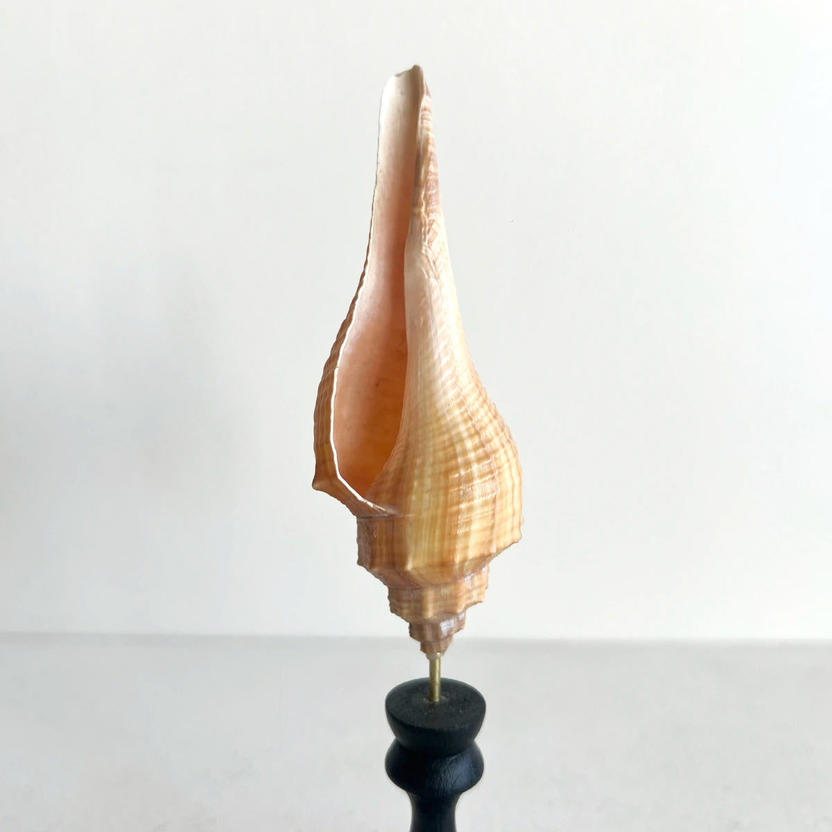 Concha marina del género Hemifusus montada en pedestal de madera negra, gabinete de curiosidades