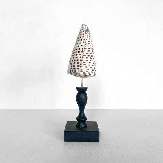 Número37 Concha conus leopardus en pedestal decoración marina
