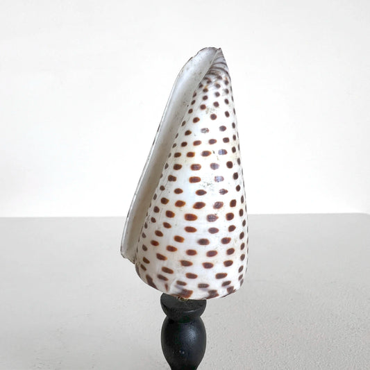 Número37 Concha conus leopardus en pedestal decoración marina
