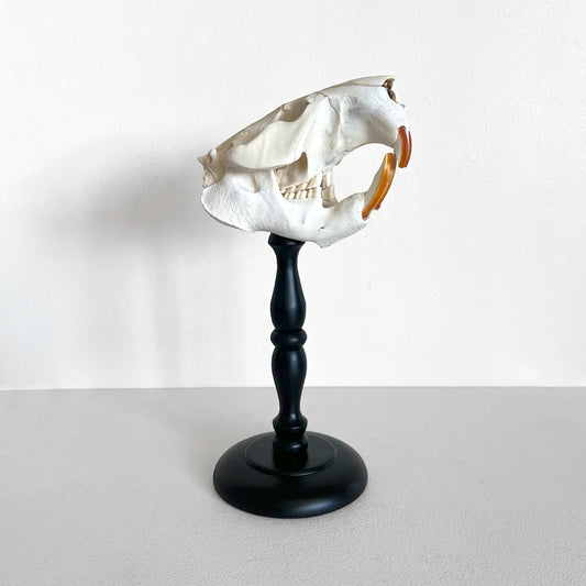 Número37 Craneo de castor en pedestal decoración naturaleza huesos