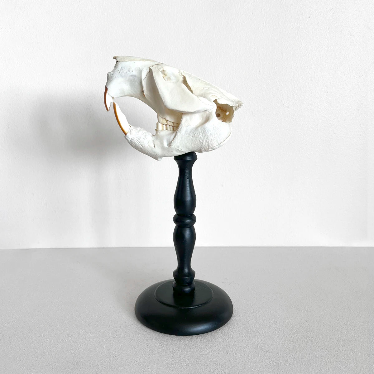 Número37 Craneo de castor en pedestal decoración naturaleza huesos