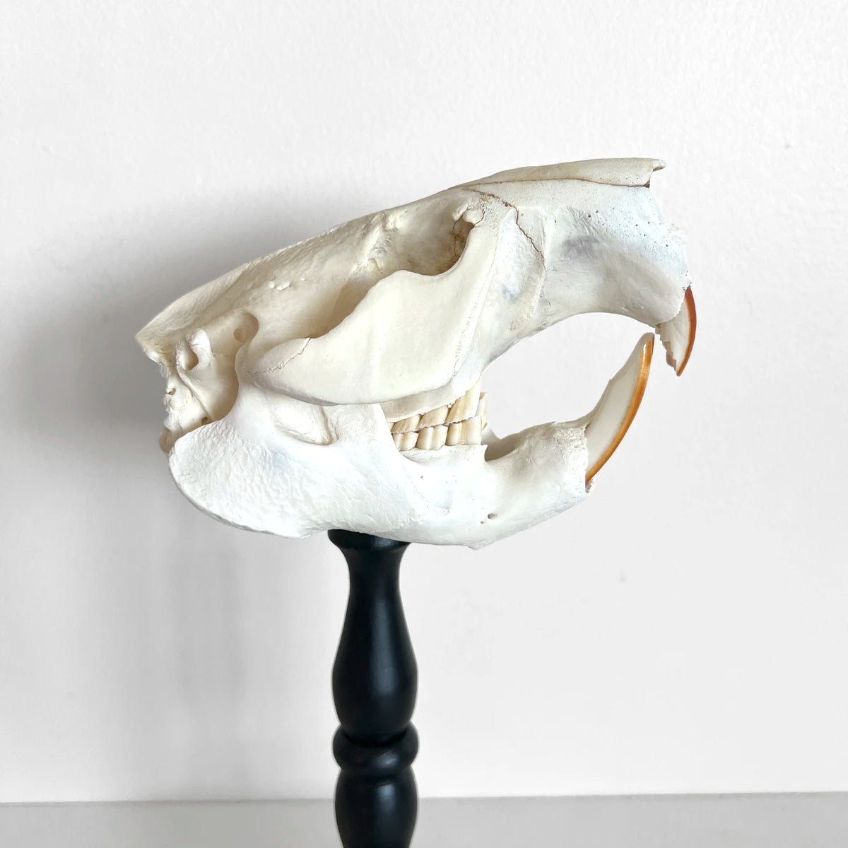 Número37 Craneo de castor en pedestal decoración naturaleza huesos