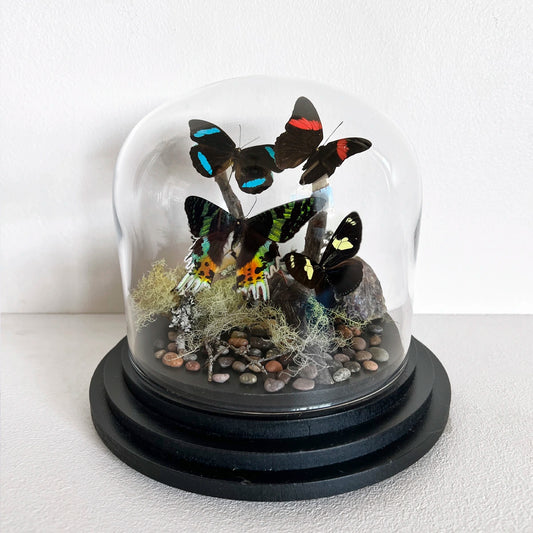 Numero 37 Fanal Mariposas Black
