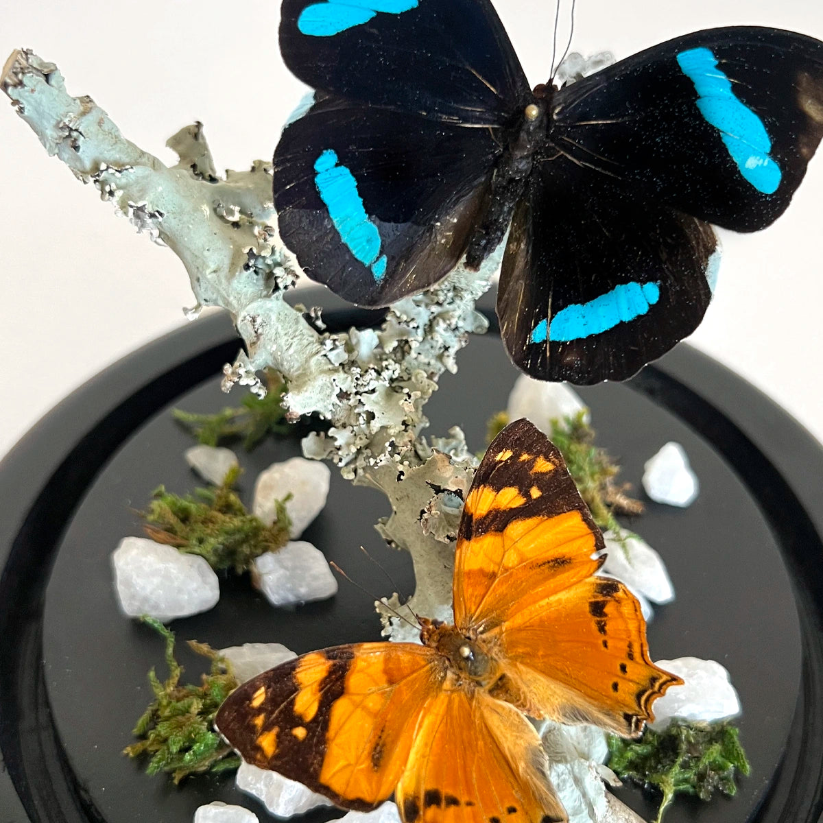 Número37 Fanal Mariposas Dúo Liquen