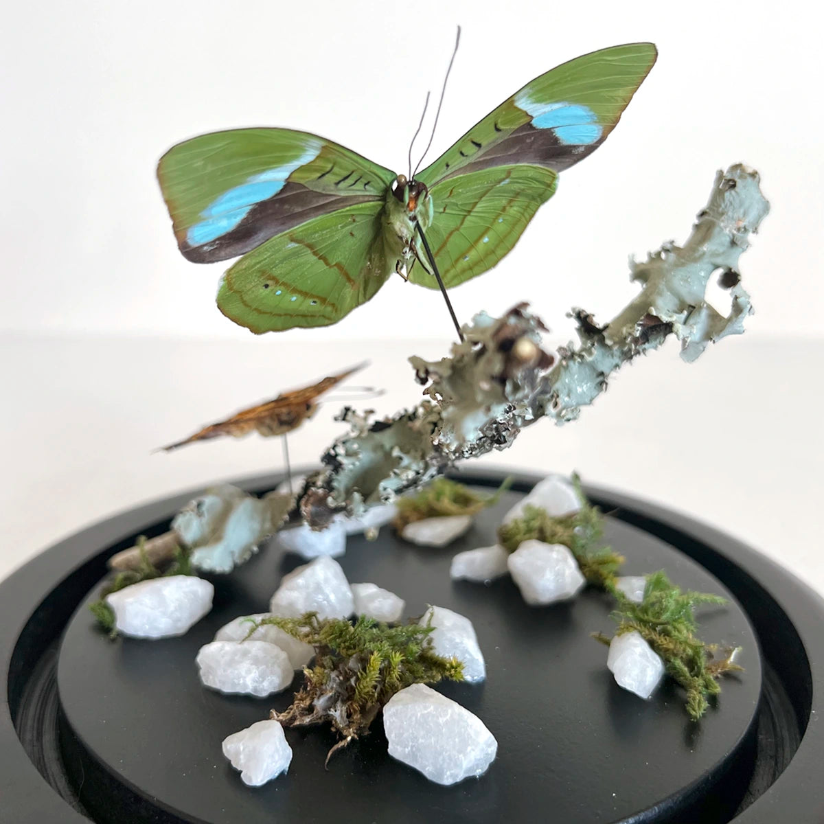 Número37 Fanal Mariposas Dúo Liquen
