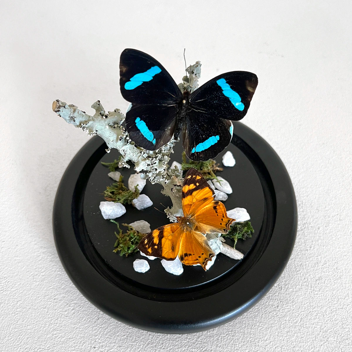 Número37 Fanal Mariposas Dúo Liquen