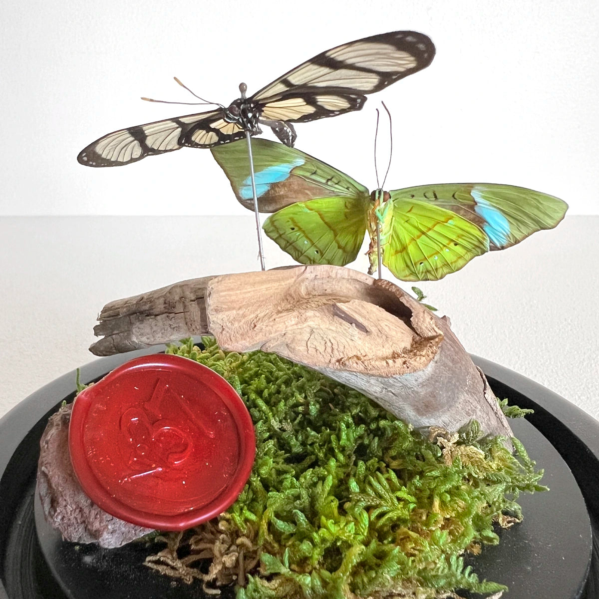 número 37 Fanal Dúo Musgo y mariposas