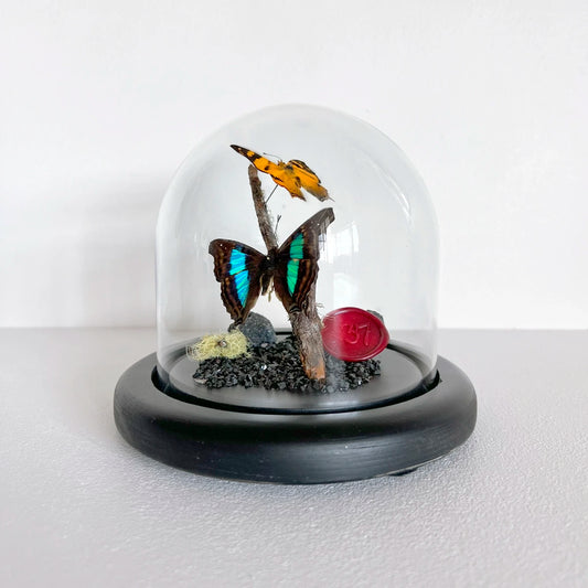 Numero 37 Fanal Mariposas Dúo Tornasol