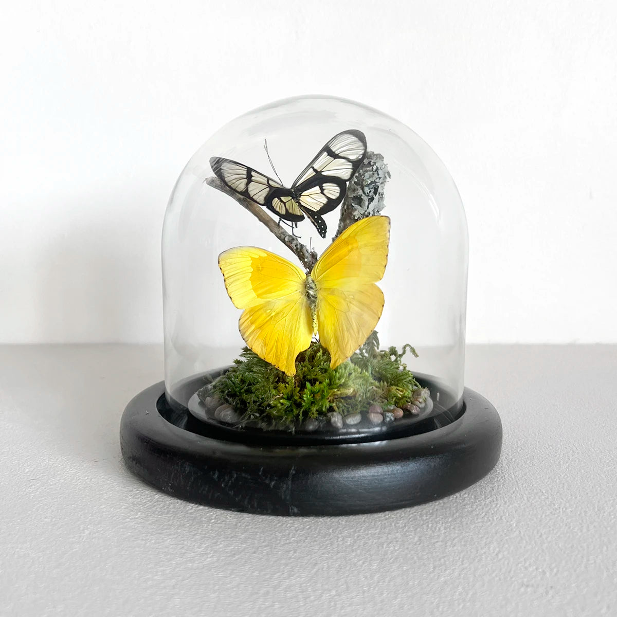 Fanal Mariposas Amarillo, Número37, Gabinete de Curiosidades