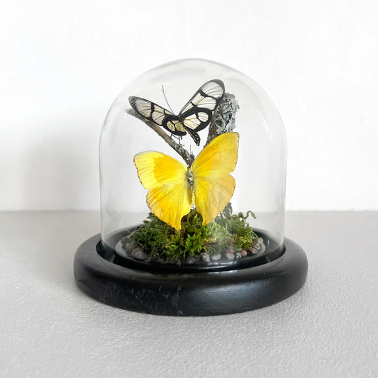 Fanal Mariposas Amarillo, Número37, Gabinete de Curiosidades