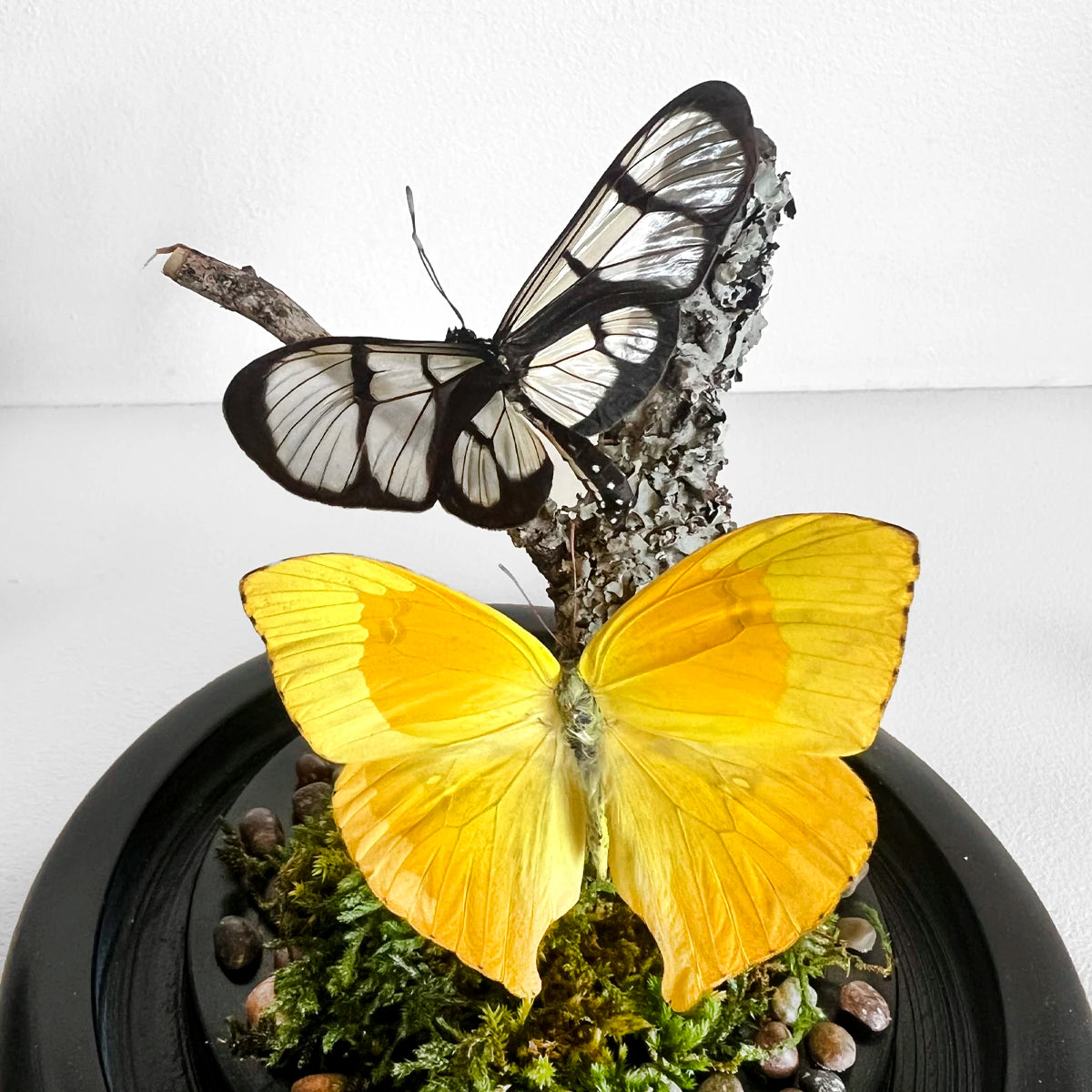 Fanal Mariposas Amarillo, Número37, Gabinete de Curiosidades