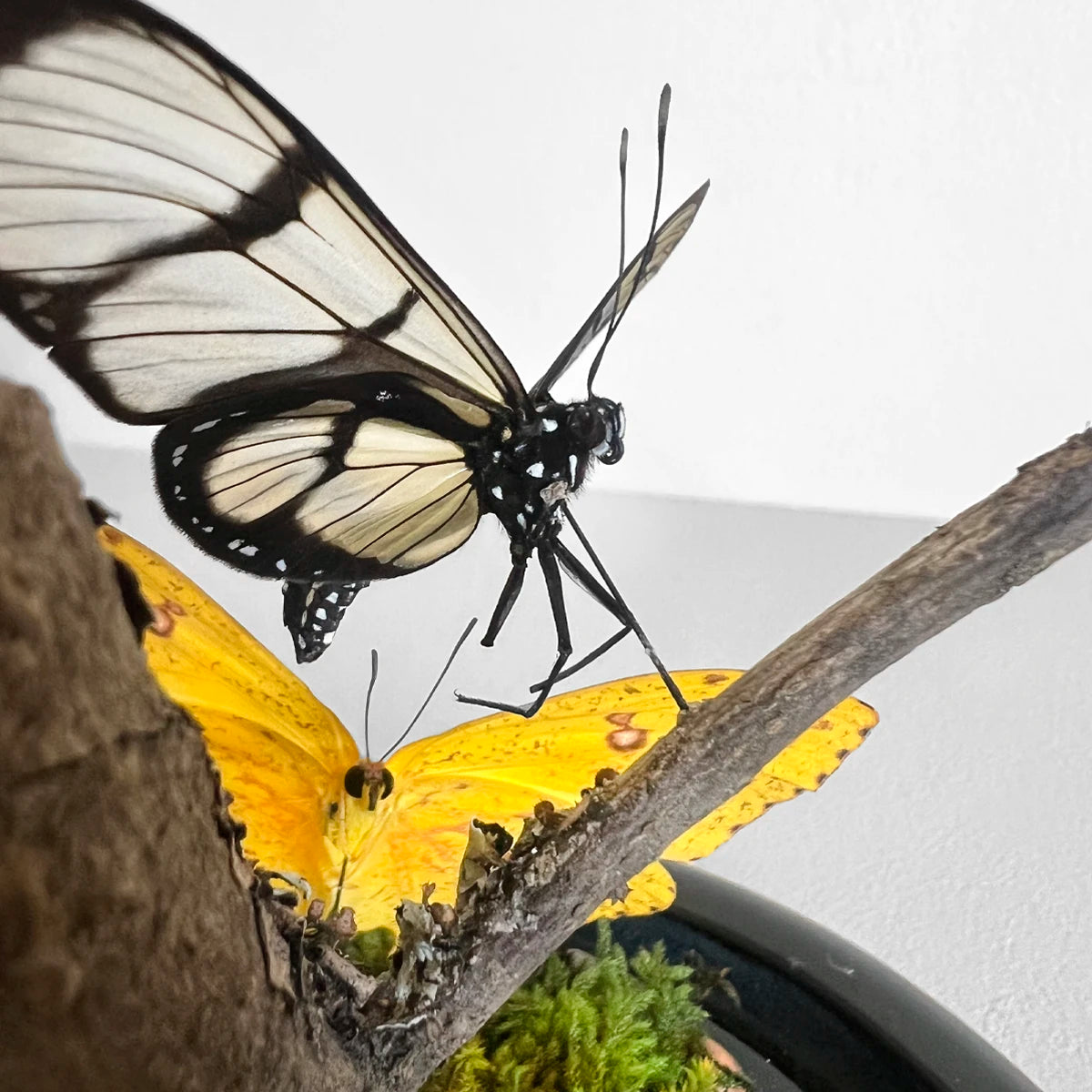 Fanal Mariposas Amarillo, Número37, Gabinete de Curiosidades