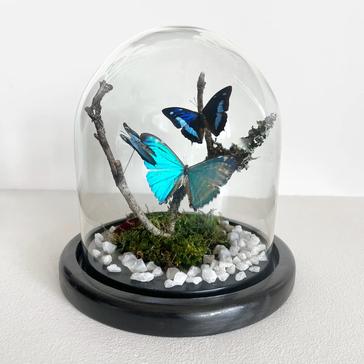 Fanal Mariposas Morpho M Número37 Gabinete de Curiosidades