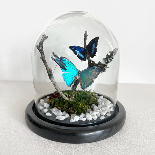 Fanal Mariposas Morpho M Número37 Gabinete de Curiosidades