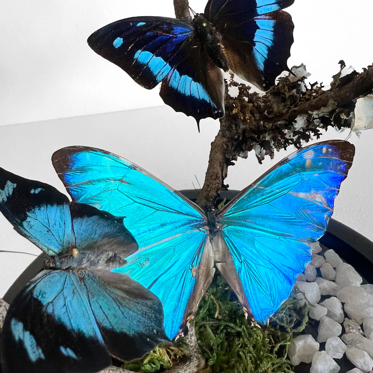 Fanal Mariposas Morpho M Número37 Gabinete de Curiosidades