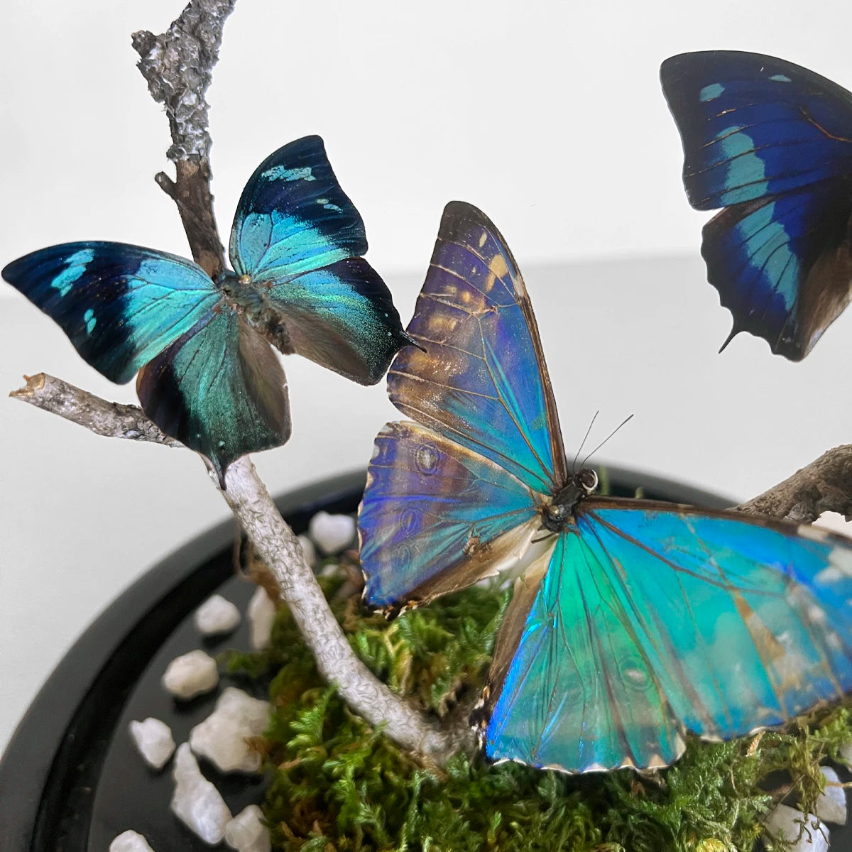 Fanal Mariposas Morpho M Número37 Gabinete de Curiosidades