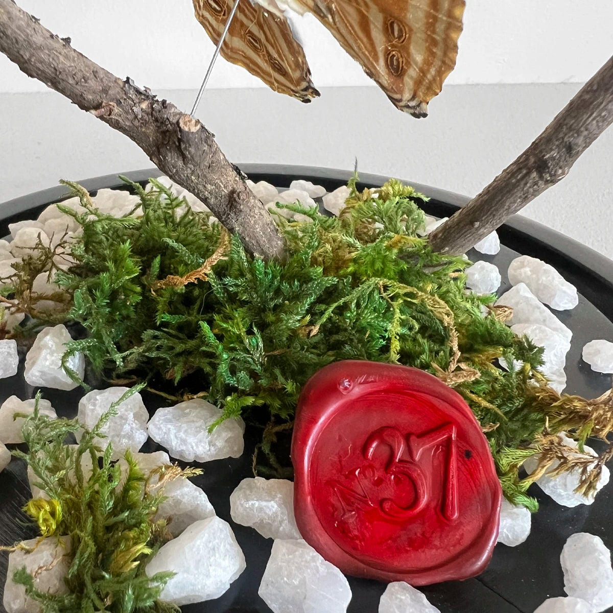 Fanal Mariposas Morpho M Número37 Gabinete de Curiosidades