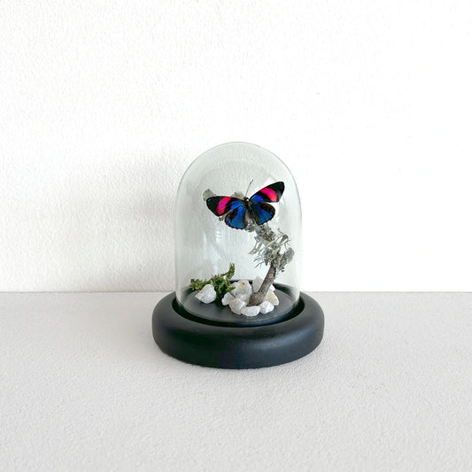Número37 Fanal Mariposas Mini cuarzo blanco