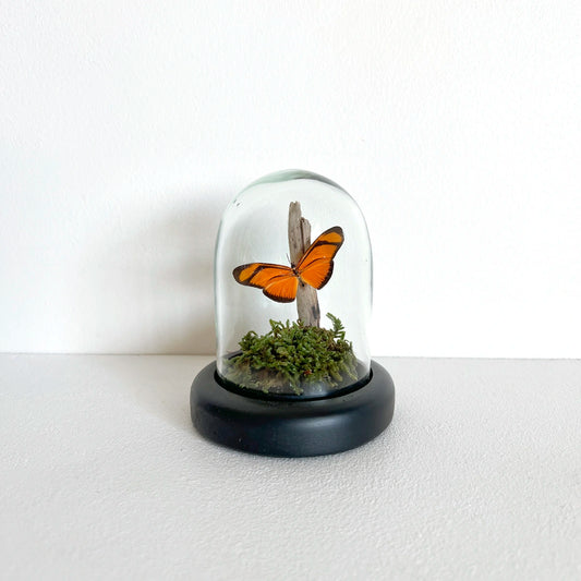 Numero 37 Fanal Mariposas Mini Musgo 1