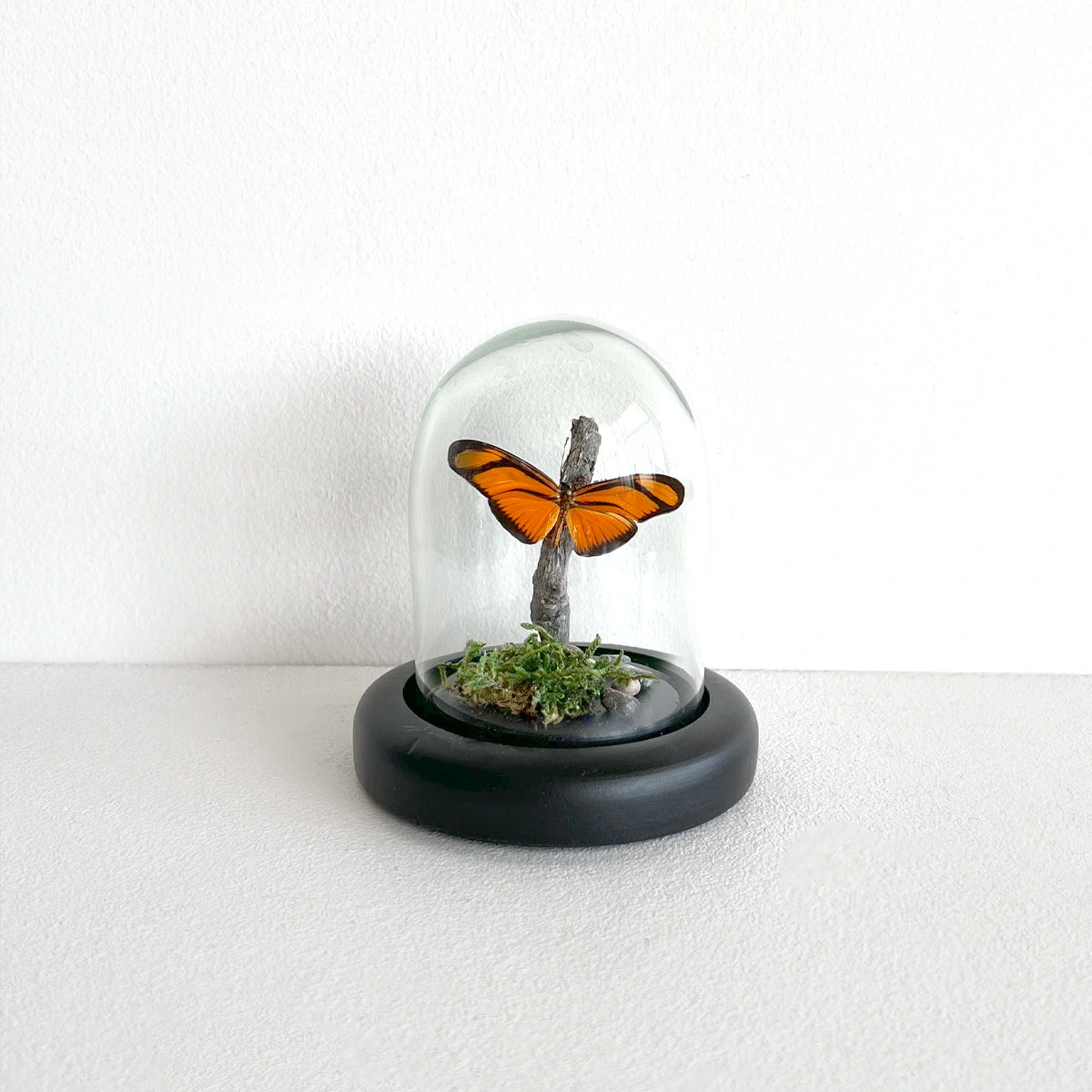 Número37 Fanal Mariposas Mini Musgo 2