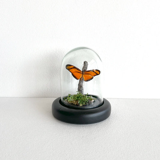 Número37 Fanal Mariposas Mini Musgo 2