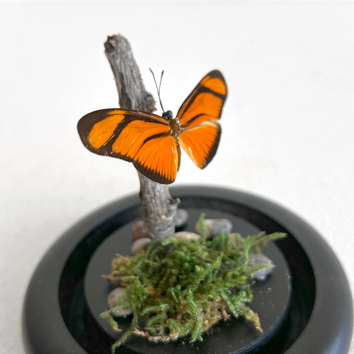Número37 Fanal Mariposas Mini Musgo 2